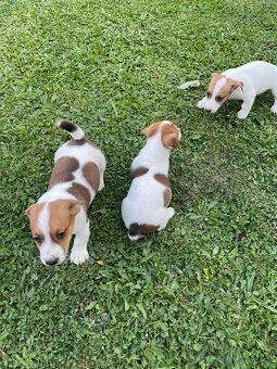 Jack russel terier - 8