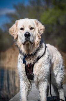 Zlatý retriever s PP - krytie - 8