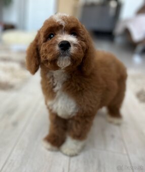 Cavapoo psík - 8