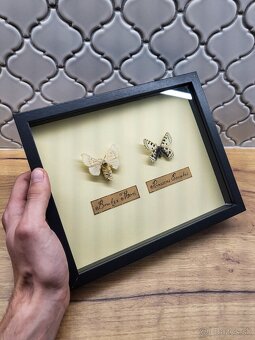 Motýle v ráme - 8