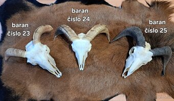 Trofeje, baran - 8