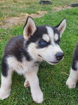 Šteniatka sibírsky husky - 8