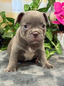 Francúzsky buldoček,buldog,bulldog krásne farby - 8