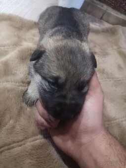 nemecky ovčiak šteniatka - 8