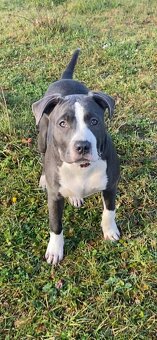 American Bully XL - 8