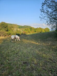 ustajnenie koni, vychadzky vodenie pre deti - 8