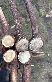 Parohy,parožie,zhody - 8