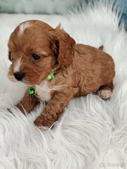 Cavapoo - 8