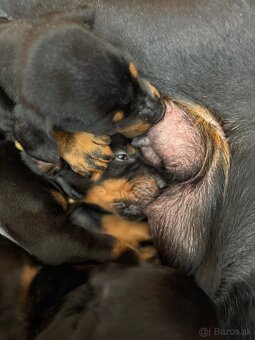 Dobermann - 8