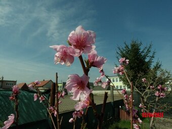 Kodak Pixpro AZ 1000 - 8