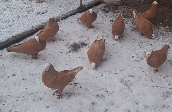 Slovenské hrvoliaky - 8