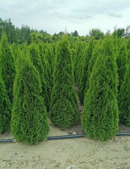 Tuje Smaragd - Spišská Nová Ves - 8