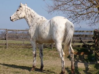 Appaloosa kobylka - 8