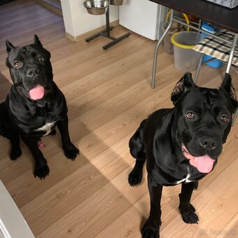 Pes Cane corso na krytie - Elthario - 8