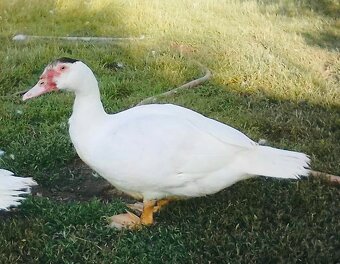 KÁČER o váhe 6,20kg / kmeň “BARBARIE” - 8