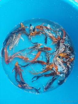 Koi kapre - 8