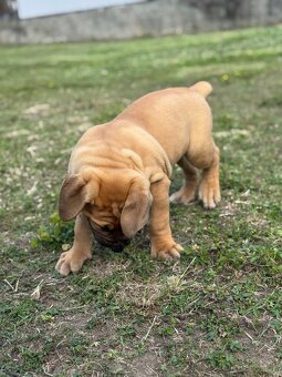 Boerboel - štěňátko pejsek - 8