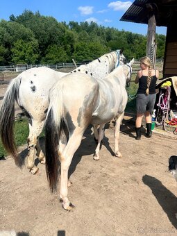 Kobyla 3 ročná - 8