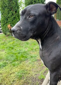 Staford šteniatka. - 8