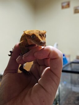 Samičky Pagekona riasnateho - 8