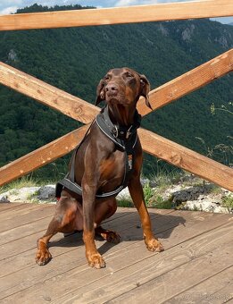 Postroj Non-stop dogwear - 8