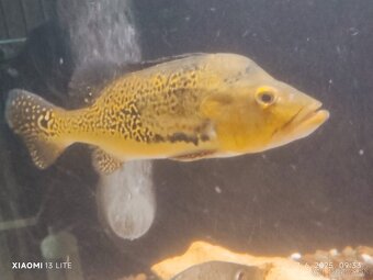 creinicichla zebrina+mix - 8