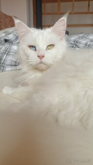 Mainské mývalie mačiatka s rodokmeňom.
- 8