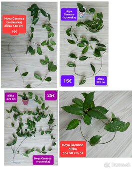 Predám izbové rastliny - 8