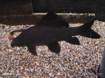 arapaima gigas+mix - 8