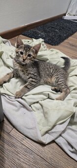 Mačiatka na adopciu - 8