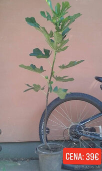 FIGOVNíKY RODIACE - 8