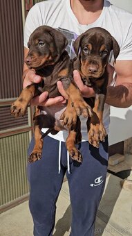 KUPIROVANÉ ŠTENIATKA DOBERMANA S PP FCI - 8