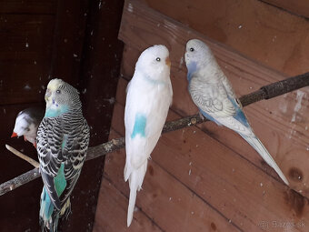 predám pekné andulky a zebričky - 8