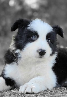 Border Collie, kolia - 8