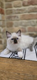 Ragdoll mačiatka s PP - 8