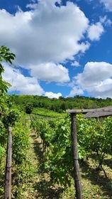 Na predaj vinica s chatkou Hegyfarok Štúrovo - 8