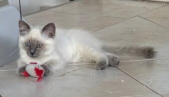 Ragdoll mačiatka s PP - 8