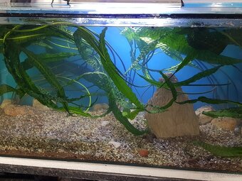 krásne zabehnuté 130 litrové akvárium - 8
