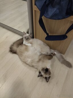 Ragdoll bez PP - 8