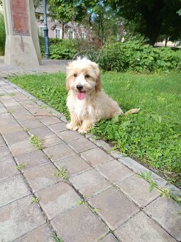 Maltipoo - 8