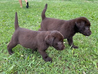 Labradorský retriever čokoláda - štěňátka s Průkazem Původu - 8