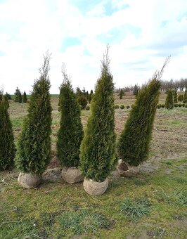 TUJE SMARAGD Premium -Prešov, Východ - 8