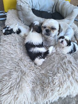 Predám šteniatka Shi-tzu ši-cu šicu shihtzu - 8