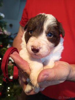 Border kólia - hnedobiele šteniatka - 8