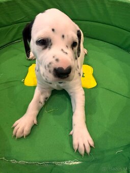 DALMATIN šteniatká - 8