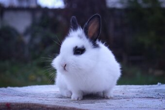 Zakrslé králiky - 8