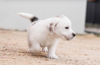Jack russel teriér s PP - 8
