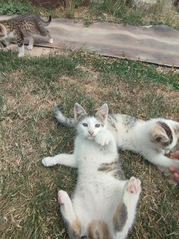 🐾 Darujem krásne mačiatka do dobrých rúk (2 mesačné) 🐾 - 8