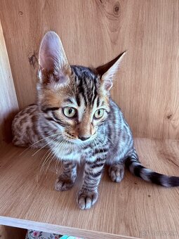 Bengal Cat mačiatka s PP - 8