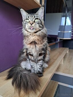 Mainska myvalia s PP - 8